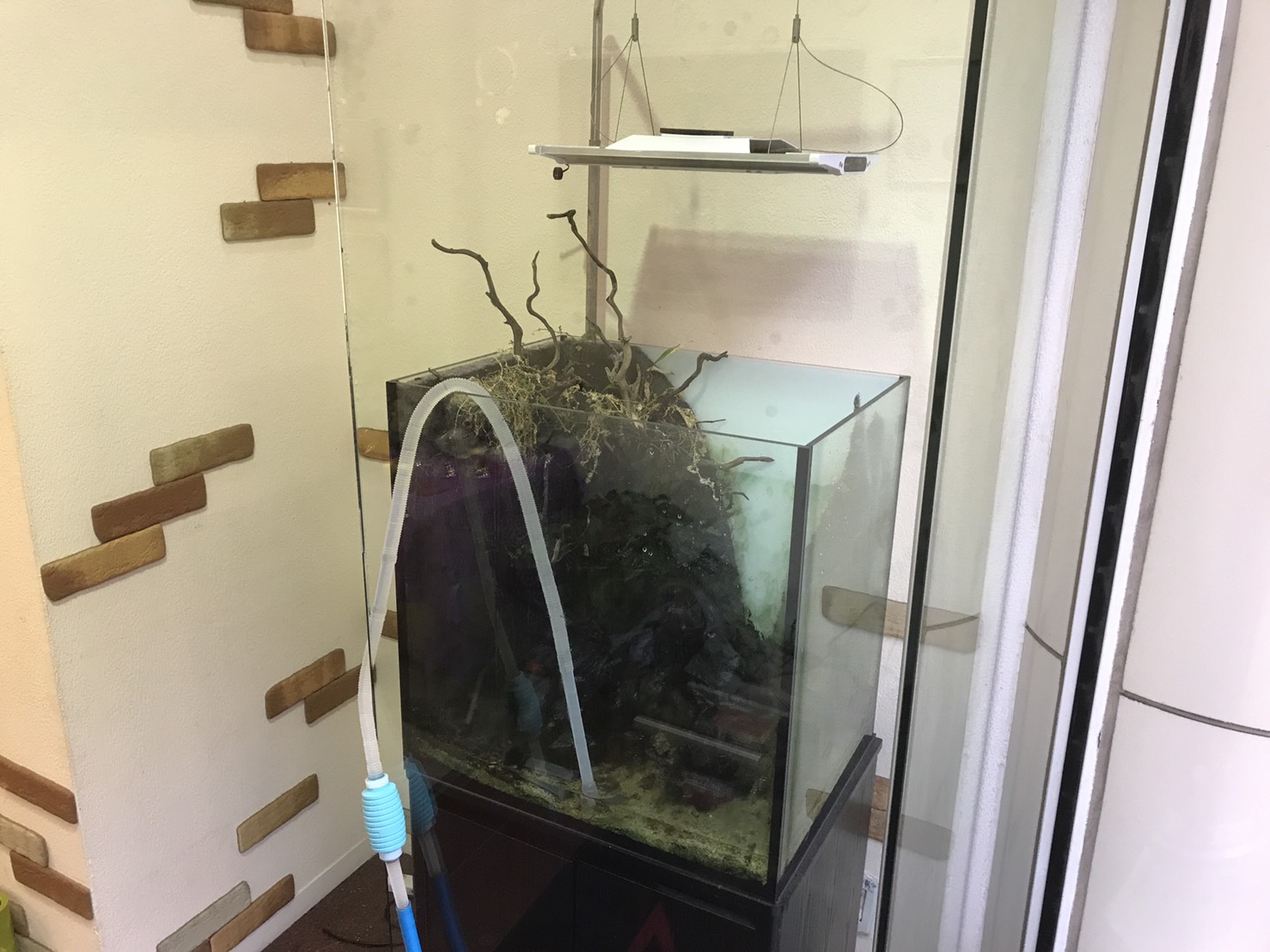 Aquarium Tall Man 関西 大阪 で最も完成した水草レイアウト水槽作品を選んで購入出来るアクアリウムショップです