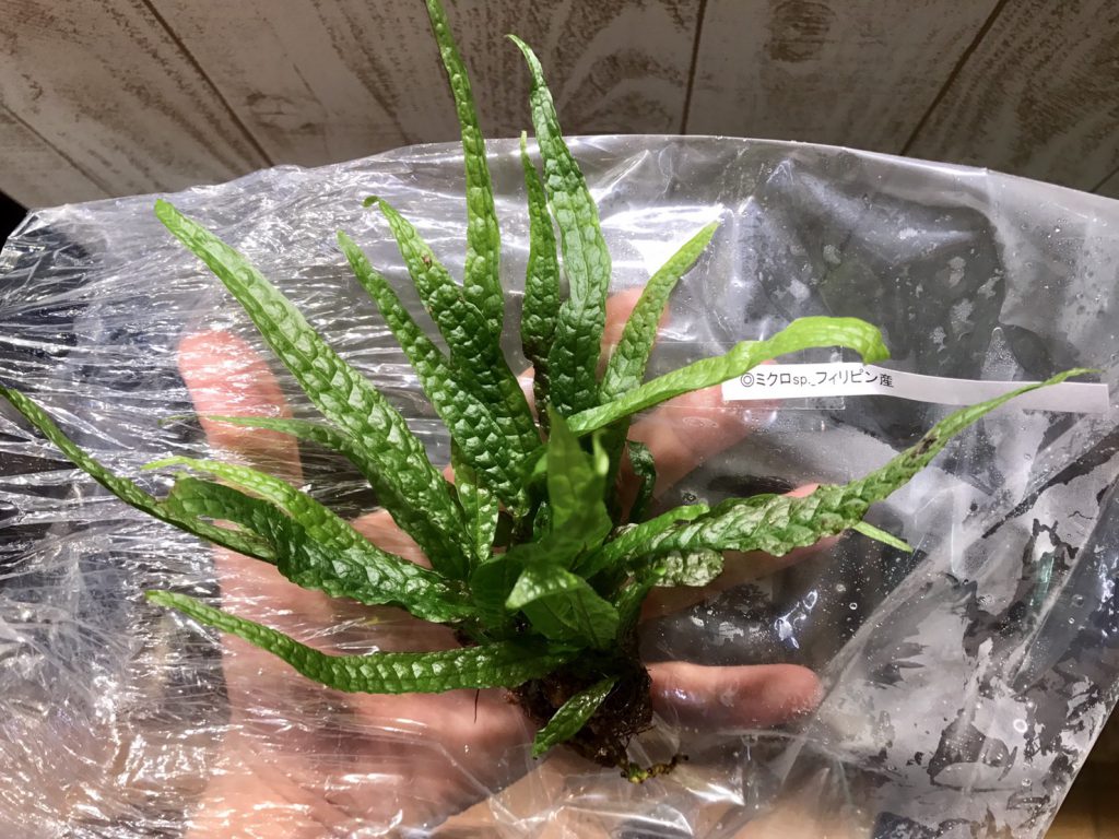 ミクロソリウムで興奮する。 Aquarium TALL MAN